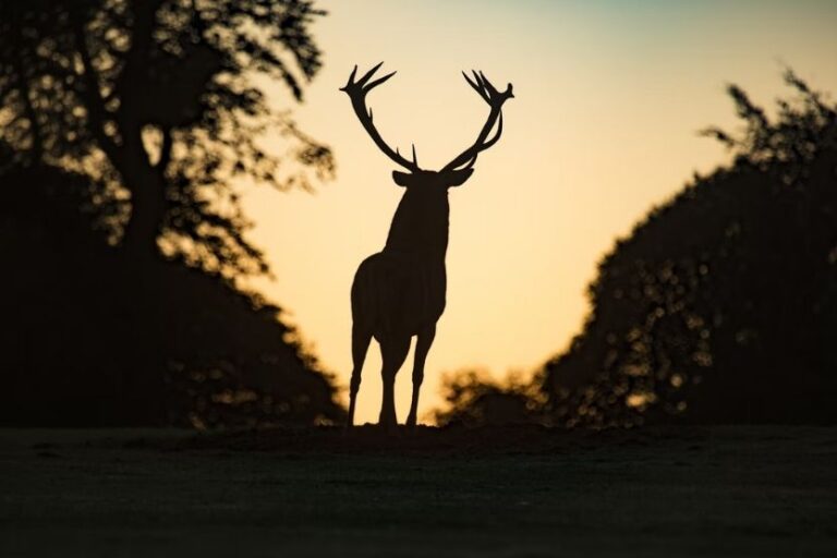 Read more about the article Is It Illegal to Hit a Deer and Drive Off?